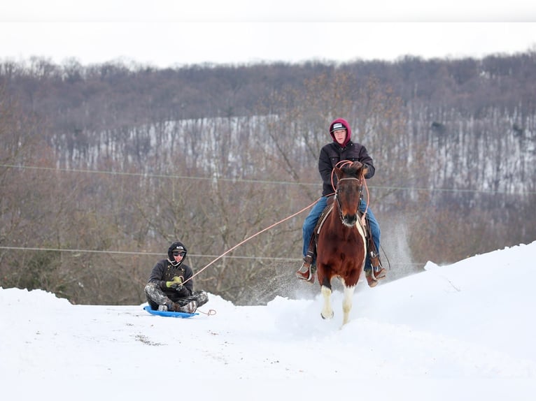 American Paint Horse Gelding 4 years 14.2 hh Bay in Needmore