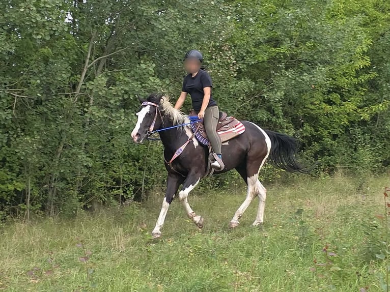American Paint Horse Gelding 4 years 14.2 hh Pinto in Linkenbach