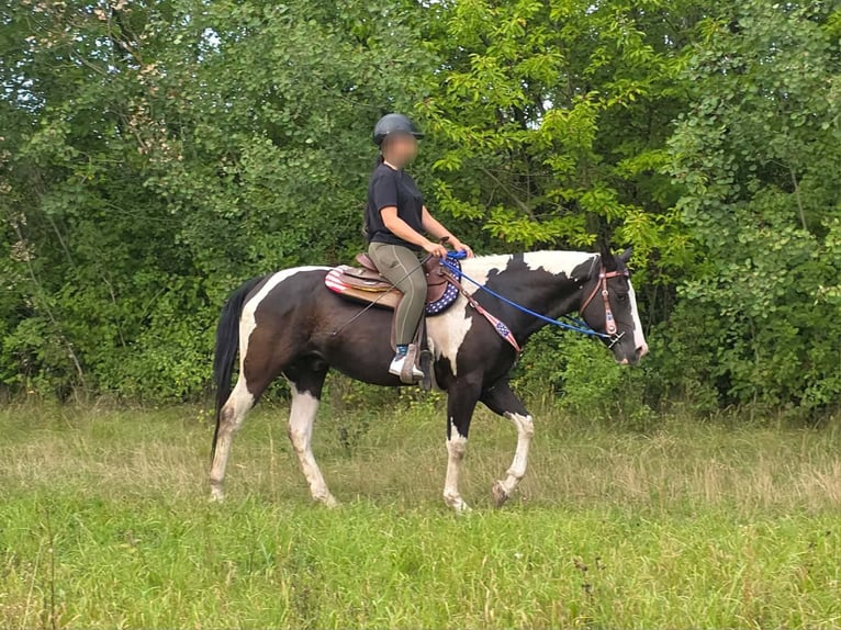American Paint Horse Gelding 4 years 14.2 hh Pinto in Linkenbach