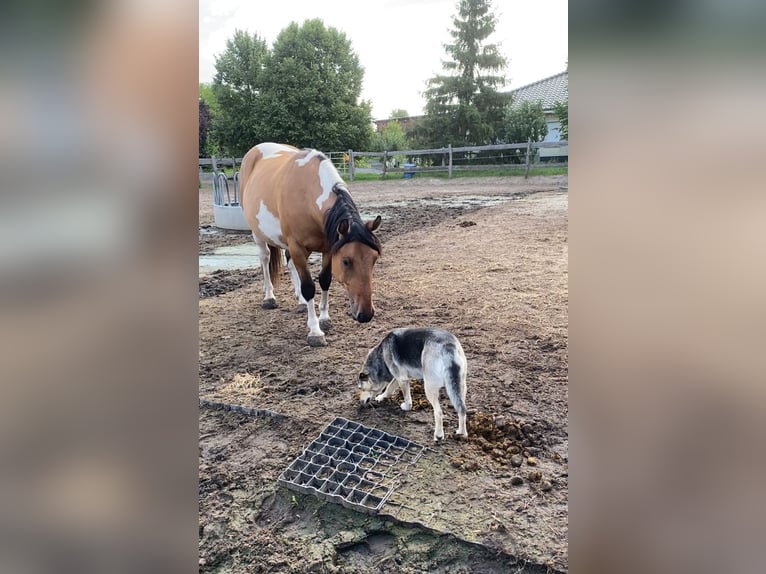 American Paint Horse Mix Gelding 4 years 14.2 hh Tobiano-all-colors in Oberkrämer