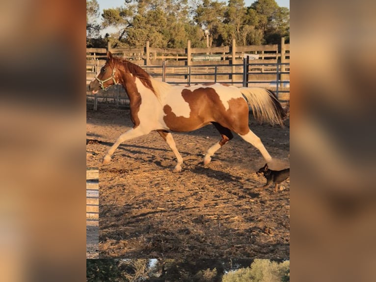 American Paint Horse Gelding 4 years 14.2 hh Tobiano-all-colors in Algaida