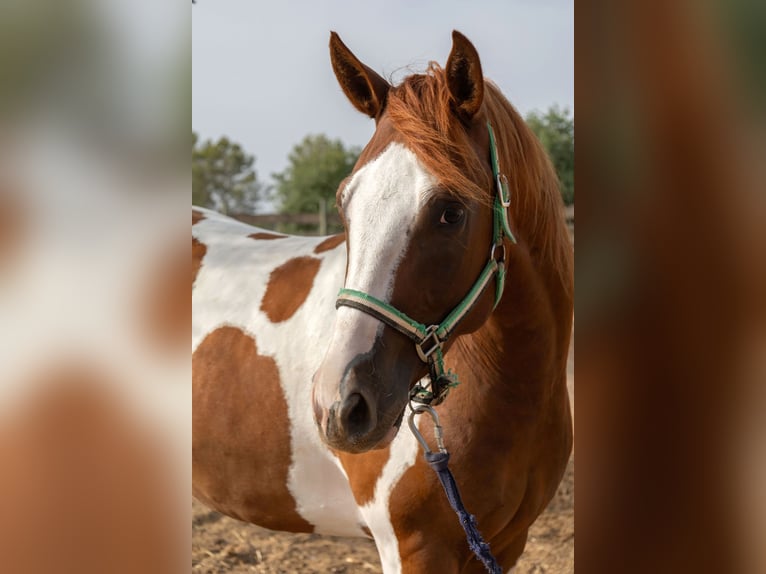 American Paint Horse Gelding 4 years 14.2 hh Tobiano-all-colors in Algaida