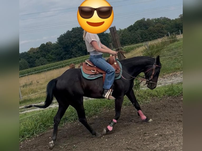 American Paint Horse Gelding 4 years 14.3 hh Bay-Dark in Wasserburg am Inn