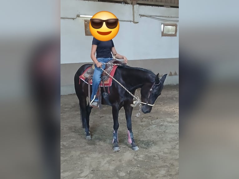 American Paint Horse Gelding 4 years 14.3 hh Bay-Dark in Wasserburg am Inn