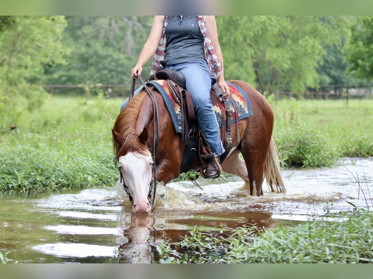 American Paint Horse Gelding 4 years 14.3 hh Sorrel in Athens