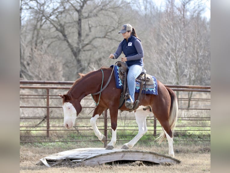 American Paint Horse Gelding 4 years 14.3 hh Sorrel in Athens