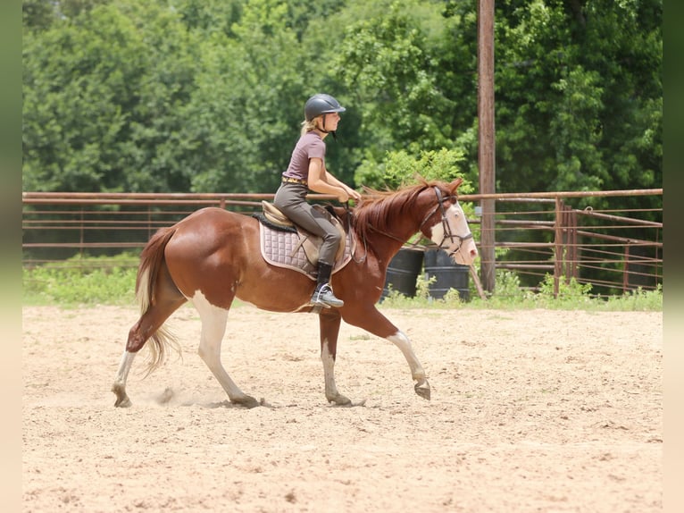 American Paint Horse Gelding 4 years 14.3 hh Sorrel in Athens