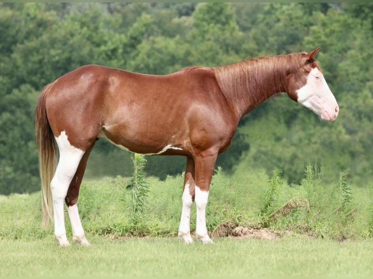 American Paint Horse Gelding 4 years 14,3 hh Sorrel in Athens