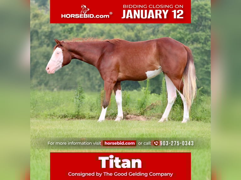 American Paint Horse Gelding 4 years 14,3 hh Sorrel in Athens