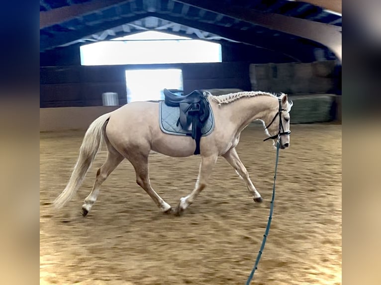 American Paint Horse Mix Gelding 4 years 14 hh Palomino in Ulrichstein
