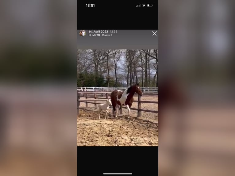 American Paint Horse Mix Gelding 4 years 14 hh Palomino in Ulrichstein