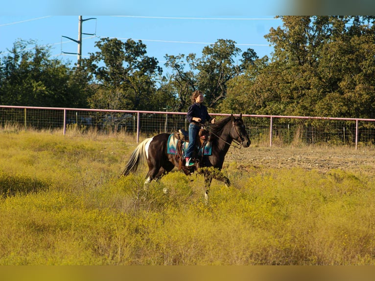 American Paint Horse Gelding 4 years 14 hh Tobiano-all-colors in Poolville TX