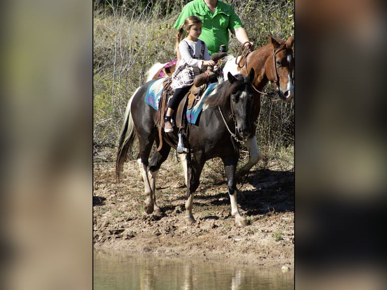 American Paint Horse Gelding 4 years 14 hh Tobiano-all-colors in Poolville TX