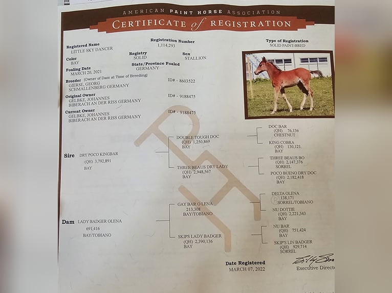 American Paint Horse Gelding 4 years 14,1 hh Bay in Biberach an der Ri&#xDF;