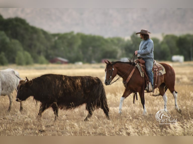 American Paint Horse Gelding 4 years 14,1 hh Bay in Cody