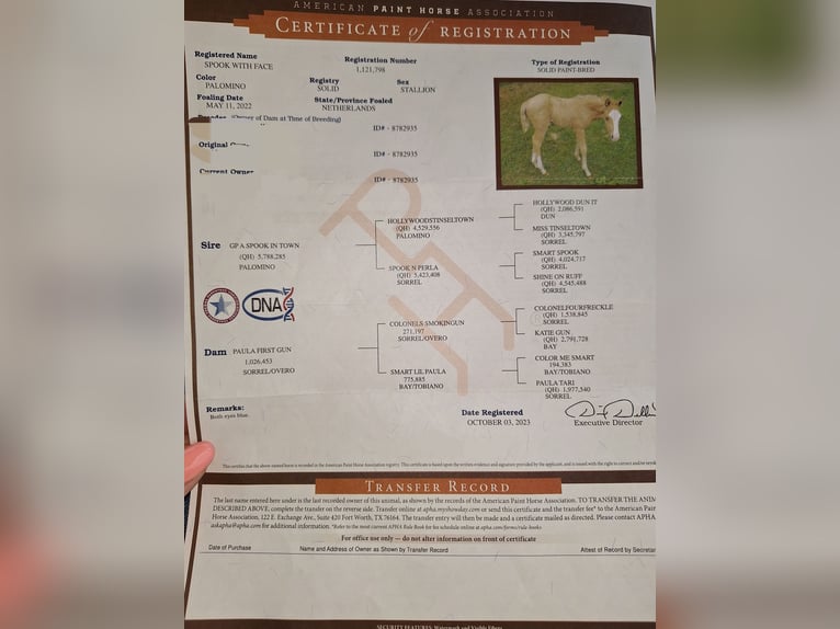 American Paint Horse Gelding 4 years 14,1 hh Palomino in Küps