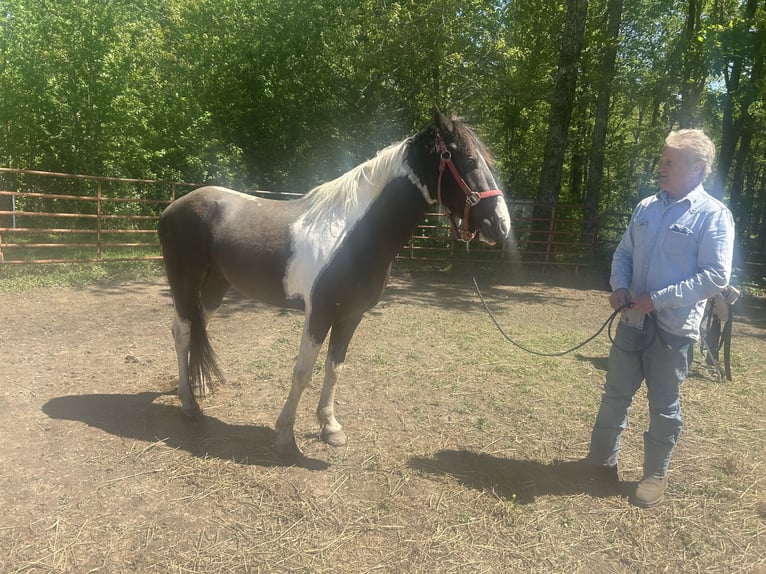 American Paint Horse Gelding 4 years 14,1 hh Pinto in Manchester, Tennessee