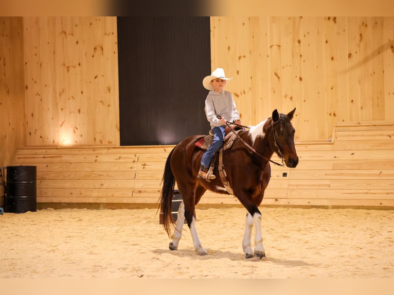 American Paint Horse Gelding 4 years 14,2 hh Bay in Needmore