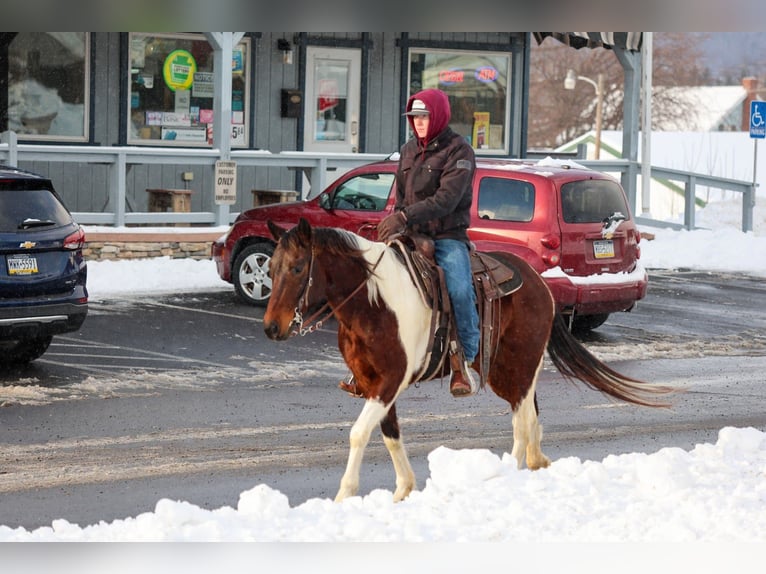 American Paint Horse Gelding 4 years 14,2 hh Bay in Needmore
