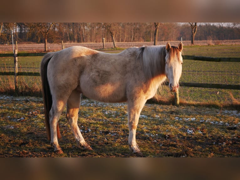American Paint Horse Gelding 4 years 14,2 hh Champagne in Bremervörde
