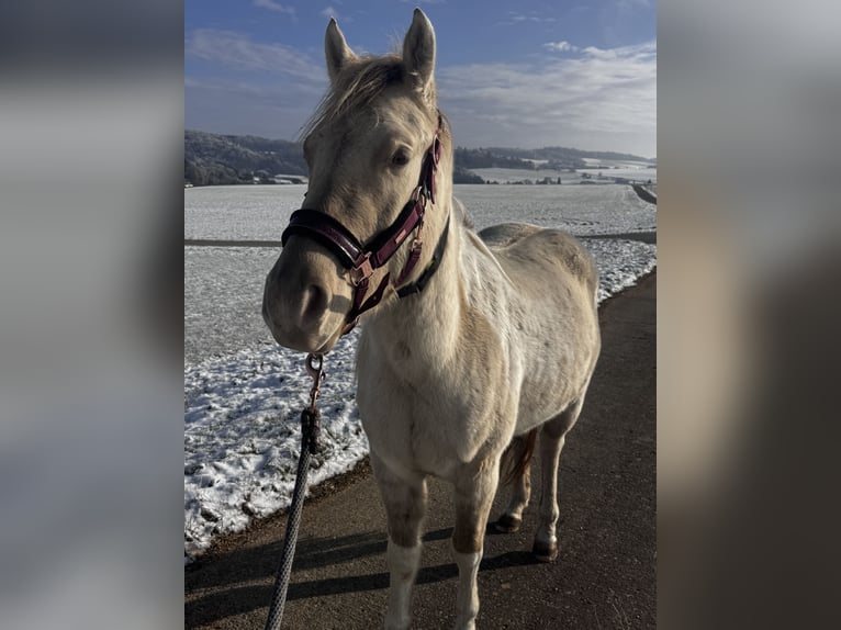 American Paint Horse Gelding 4 years 14,2 hh Champagne in Trochtelfingen