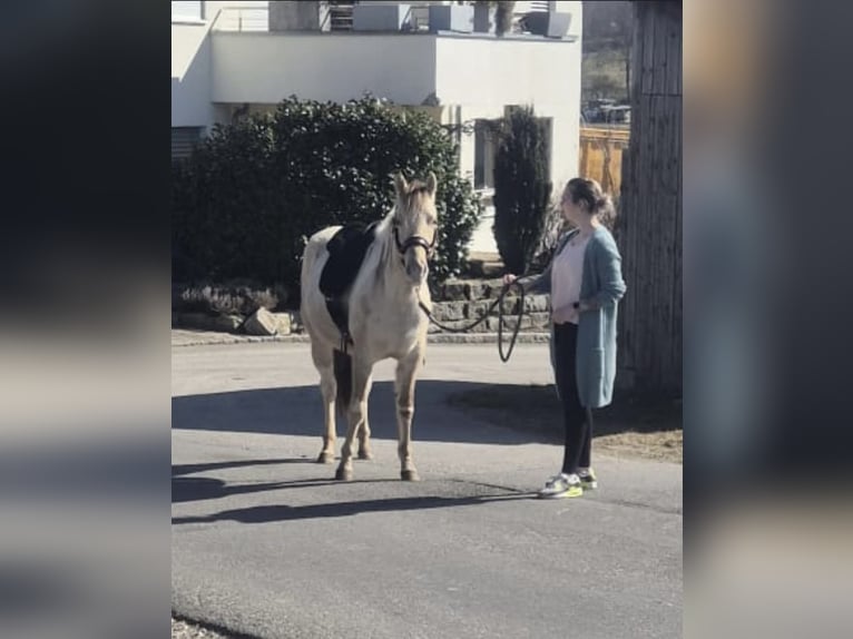 American Paint Horse Gelding 4 years 14,2 hh Champagne in Trochtelfingen