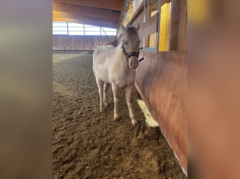 American Paint Horse Gelding 4 years 14,2 hh Champagne in Trochtelfingen