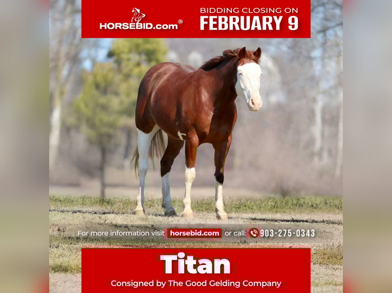 American Paint Horse Gelding 4 years 14,3 hh Sorrel in Athens