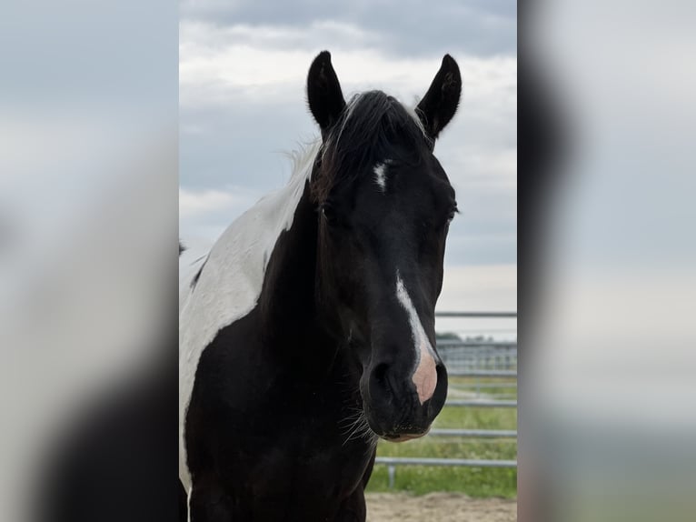 American Paint Horse Gelding 4 years 14,3 hh Tobiano-all-colors in Asendorf