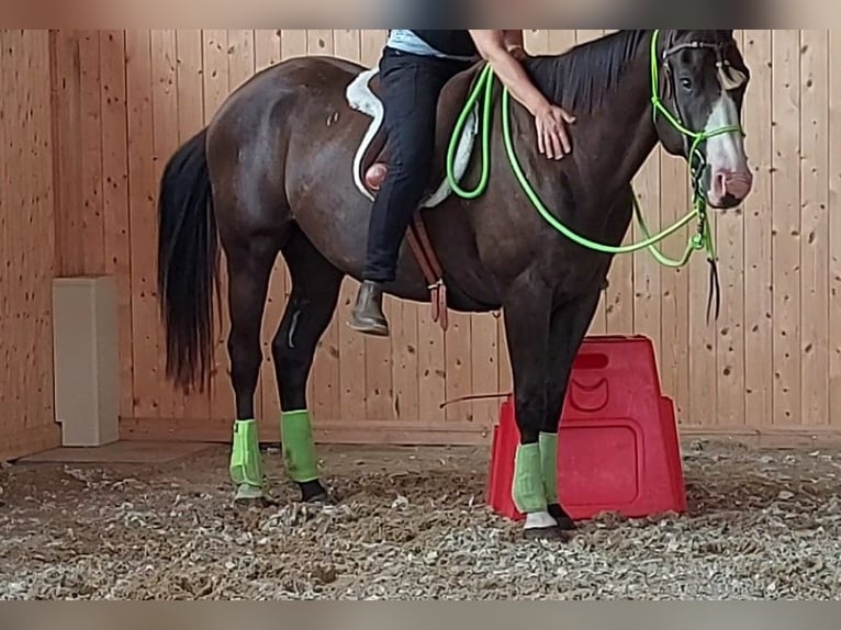 American Paint Horse Gelding 4 years 14,3 hh in Plau am See