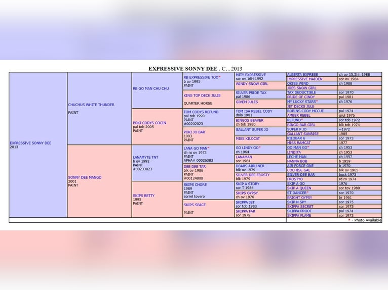 American Paint Horse Gelding 4 years 14,3 hh in Plau am See