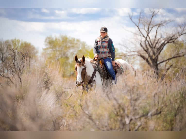 American Paint Horse Gelding 4 years 15.1 hh Pinto in Saint Anthony