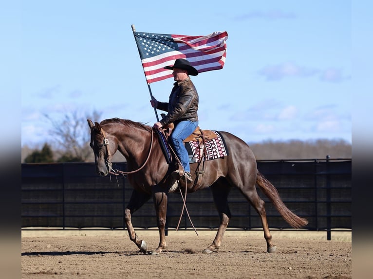 American Paint Horse Gelding 4 years 15.2 hh Chestnut in Buffalo
