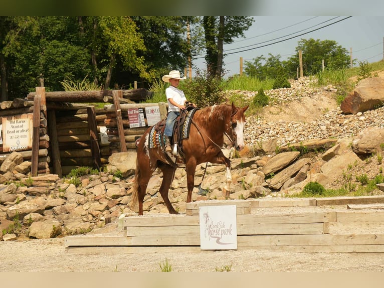 American Paint Horse Gelding 4 years 15,2 hh Sorrel in Fresno