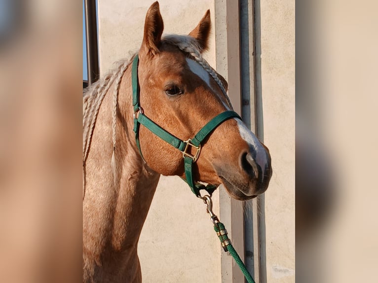 American Paint Horse Gelding 4 years 15 hh Palomino in Croci Di Calenzano
