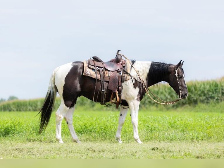 American Paint Horse Gelding 4 years 15 hh Pinto in Lewistown
