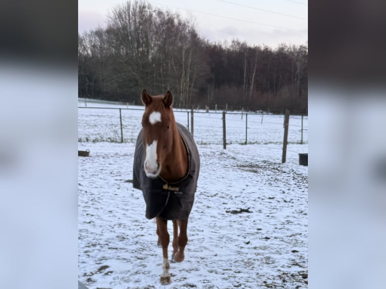 American Paint Horse Gelding 4 years 15 hh Red Dun in Heerlen
