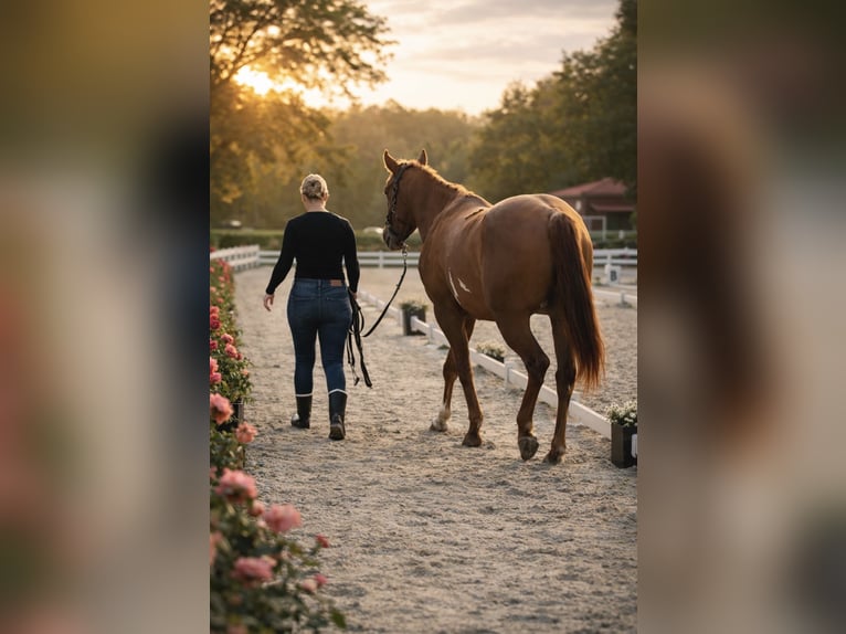 American Paint Horse Gelding 4 years 15 hh Red Dun in Heerlen
