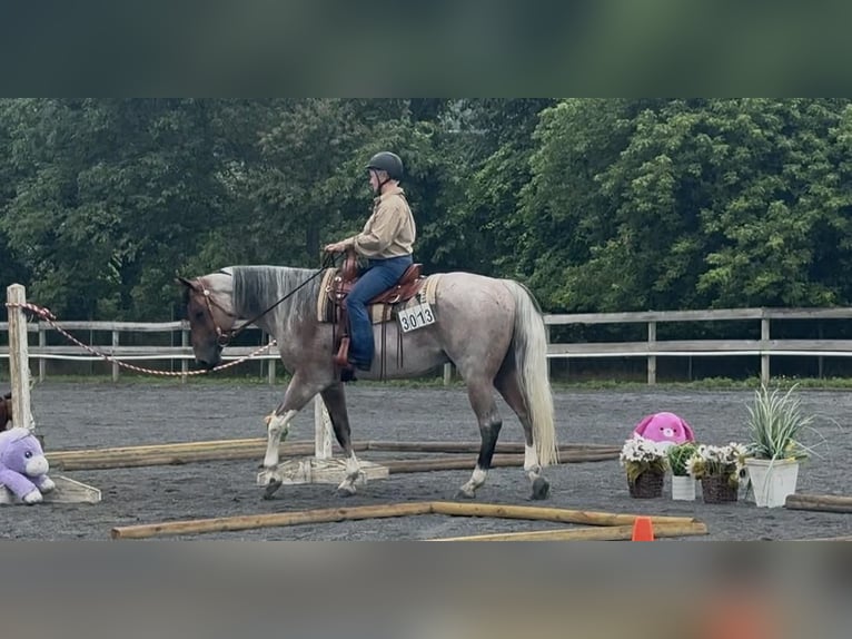 American Paint Horse Gelding 4 years 15 hh Roan-Bay in Carlisle, Pa