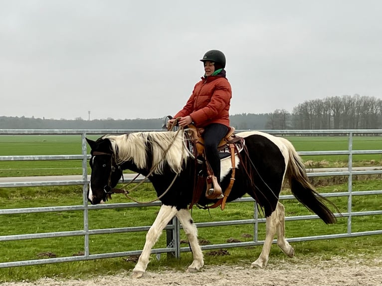 American Paint Horse Gelding 4 years 15 hh Tobiano-all-colors in Asendorf