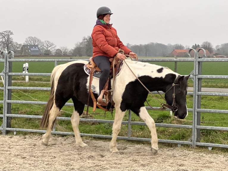 American Paint Horse Gelding 4 years 15 hh Tobiano-all-colors in Asendorf