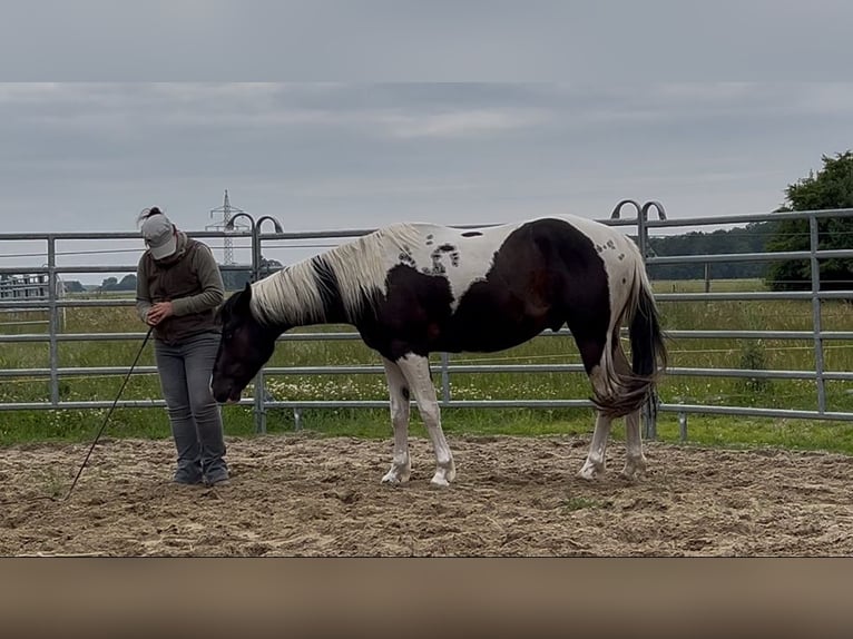 American Paint Horse Gelding 4 years 15 hh Tobiano-all-colors in Asendorf