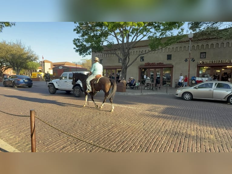 American Paint Horse Gelding 4 years 15,1 hh Black in Poolville