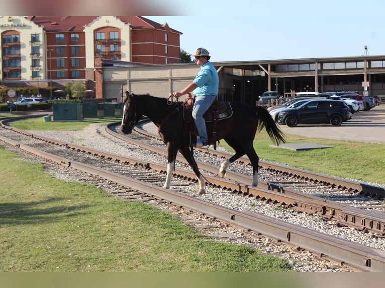 American Paint Horse Gelding 4 years 15,1 hh Black in Poolville
