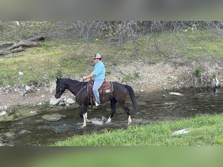 American Paint Horse Gelding 4 years 15,1 hh Black in Poolville