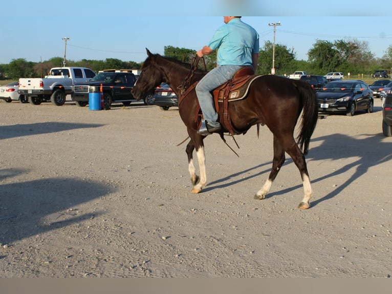 American Paint Horse Gelding 4 years 15,1 hh Black in Poolville