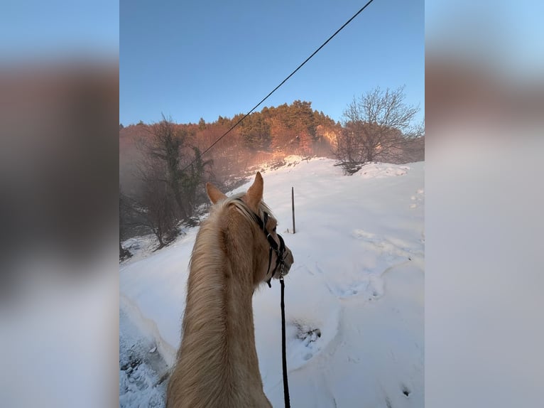 American Paint Horse Mix Gelding 4 years 15,1 hh Palomino in Podplat