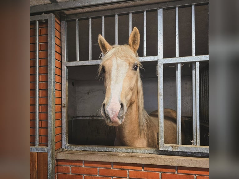 American Paint Horse Mix Gelding 4 years 15,1 hh Palomino in Podplat
