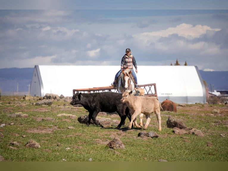 American Paint Horse Gelding 4 years 15,1 hh Pinto in Saint Anthony