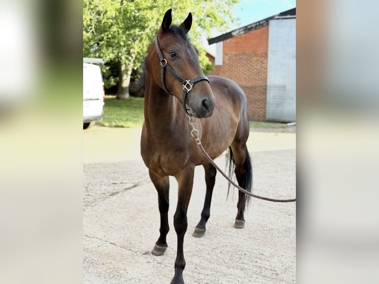 American Paint Horse Gelding 4 years 15,2 hh Brown in Geel